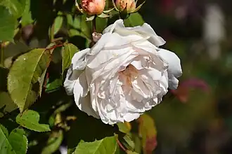 Image illustrative de l’article Gruss an Coburg