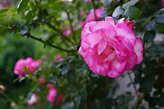 Image illustrative de l’article Arlequin (rose)