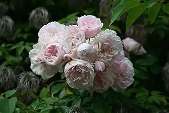 Image illustrative de l’article Princesse Marie (rose)