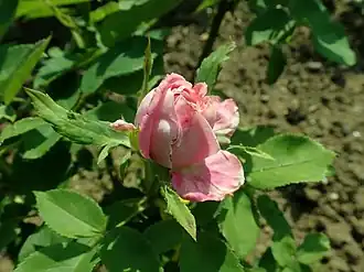 Image illustrative de l’article Baronne Nathaniel de Rothschild