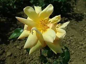 Image illustrative de l’article Bénédicte Seguin