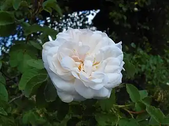 Image illustrative de l’article Comtesse de Murinais