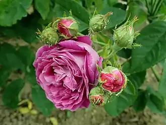 Image illustrative de l’article Duc Decazes (rose)