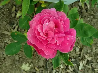 Image illustrative de l’article Laurent de Rillé (rose)