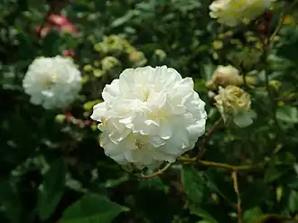 Image illustrative de l’article Marie-Jeanne (rose)