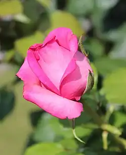 'Marquesa de Urquijo' P. Dot 1938.