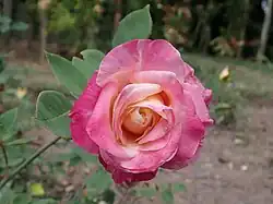 'Madame Rose Romarin', 1888
