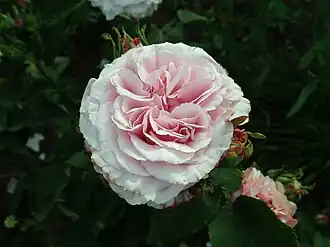 Image illustrative de l’article Mistress Paul