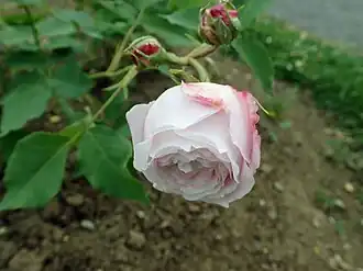 Image illustrative de l’article Princesse Marie Dolgorouky