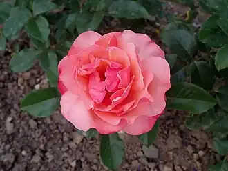 Image illustrative de l’article Résurrection (rose)