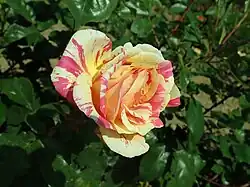 photo d’une fleur à larges pétales rayés de jaune et de rouge
