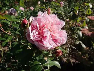 Image illustrative de l’article Schöne Maid