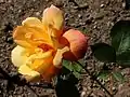 Rose 'Sutter's Gold' épanouie