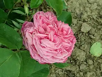 Image illustrative de l’article Victor Lemoine (rose)