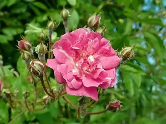 Image illustrative de l’article Wartburg (rose)