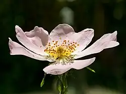 Fleur de rosa canina en Mai 2022.