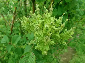 Description de l'image Rosa multibracteata 2019-06-06 8944.jpg.