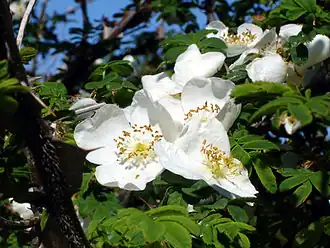Rosa sericea f. pteracantha