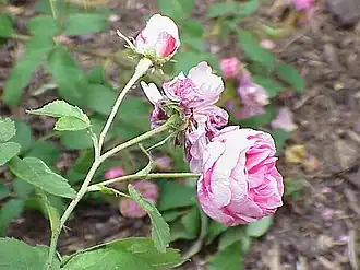 Image illustrative de l’article James Veitch (rose)