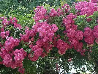 Image illustrative de l’article Marie Gouchault