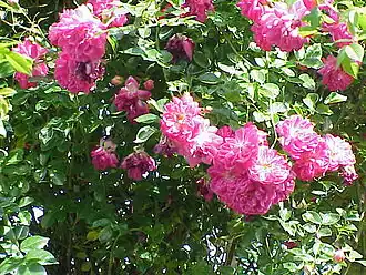 Image illustrative de l’article Alexandre Girault