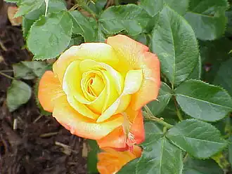 Image illustrative de l’article Berliner Luft (rose)