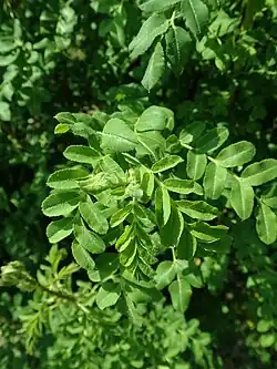 R. xanthina f. spontanea.