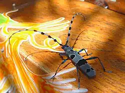 Photographie d'un coléoptère noir et gris, sur un planche de bois colorée.