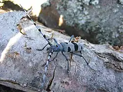 Photographie d'un insecte de couleur bleue, sur un rocher, avec des tâches noires.