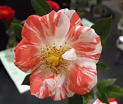 'Life Lines', Sproul 2004