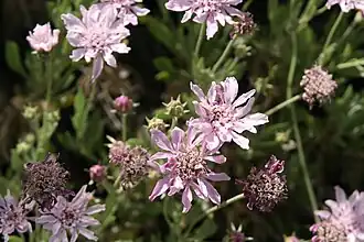 Description de l'image Rosalillo de cumbre 2.JPG.