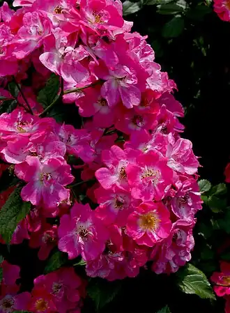 Image illustrative de l’article Robin Hood (rose)