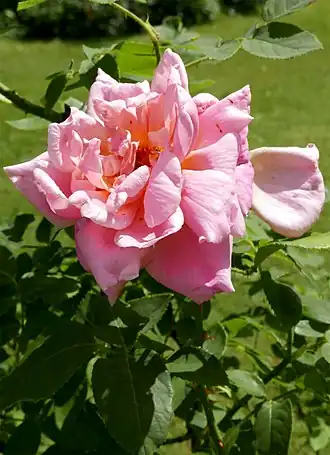 Image illustrative de l’article Willowmere (rose)