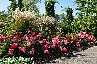 Image illustrative de l’article Europa-Rosarium