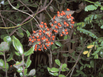 Graines dans leurs gousses..