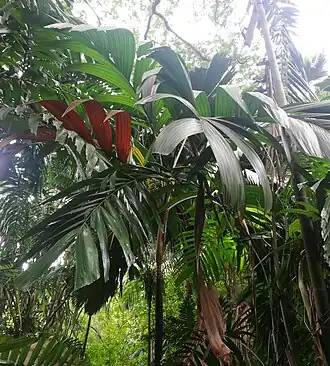 Roscheria melanochaetes.