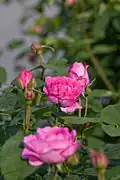 Rose 'Masako' ('Eglantyne').