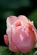 Rose 'Masako' ('Eglantyne').