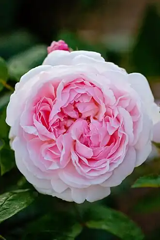 Image illustrative de l’article Eglantyne