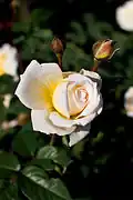 Rose 'Moonsprite' (Swim 1956), 'Sutter's Gold' x 'Ondine'