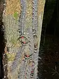 Chenilles de Trabala Vishnou (Lasiocampidae)