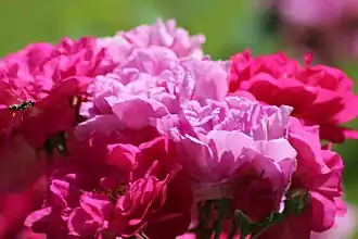 'De la Grifferaie' 1845, groupe: Hybride polyantha.