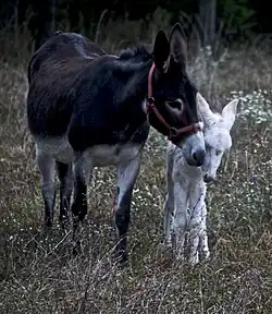 Ânesse et son petit