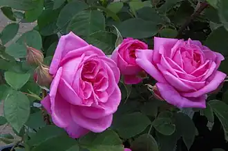 Image illustrative de l’article Gertrude Jekyll (rose)