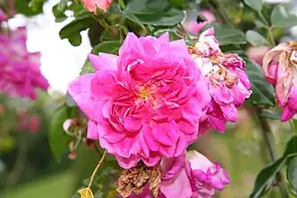 ‘Alexandre Girault’, 1907