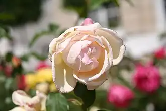 Image illustrative de l’article Comtesse de Cassagne