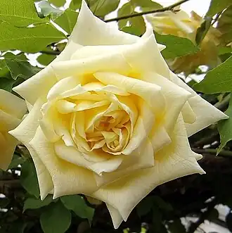 Image illustrative de l’article Maréchal Niel (rose)