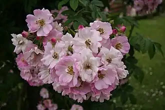 Image illustrative de l’article Miss Helyett (rose)