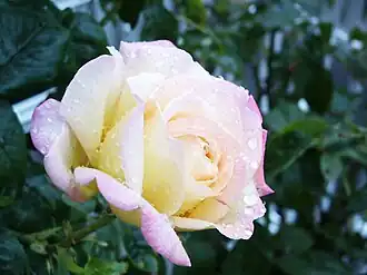 Image illustrative de l’article Madame Antoine Meilland