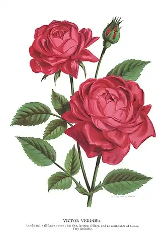 Image illustrative de l’article Victor Verdier